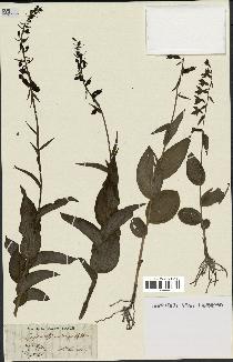 spécimen de Epipactis microphylla