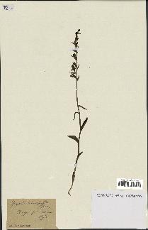 spécimen de Epipactis microphylla