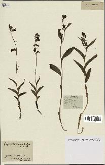 spécimen de Epipactis microphylla