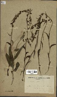spécimen de Epipactis microphylla