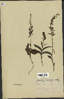 spécimen de Epipactis microphylla