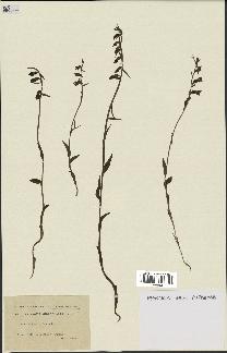 spécimen de Epipactis microphylla