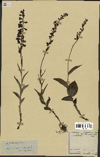 spécimen de Epipactis microphylla