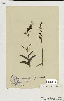 spécimen de Epipactis microphylla
