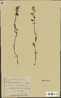 spécimen de Epipactis microphylla
