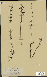 spécimen de Epipactis microphylla