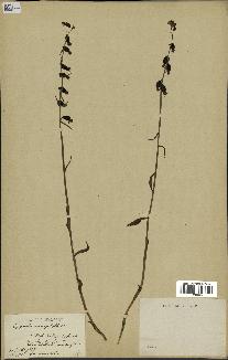 spécimen de Epipactis microphylla