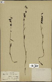 spécimen de Epipactis microphylla