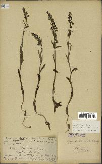 spécimen de Epipactis microphylla