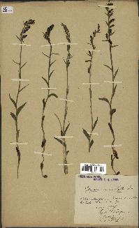 spécimen de Epipactis microphylla