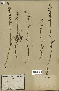 spécimen de Epipactis microphylla