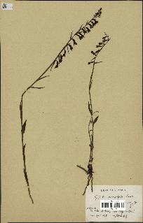 spécimen de Epipactis microphylla