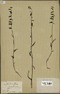 spécimen de Epipactis microphylla