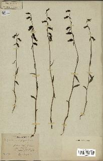 spécimen de Epipactis microphylla