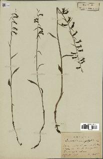 spécimen de Epipactis microphylla