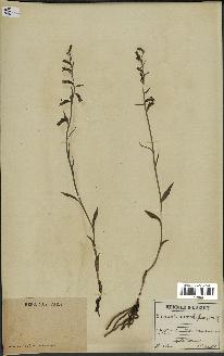 spécimen de Epipactis microphylla