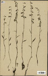 spécimen de Epipactis microphylla