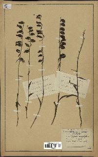 spécimen de Epipactis microphylla