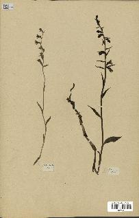 spécimen de Epipactis microphylla