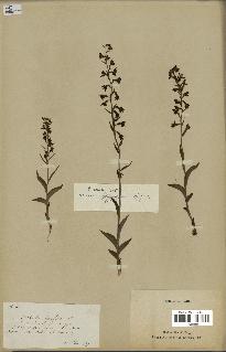 spécimen de Epipactis microphylla