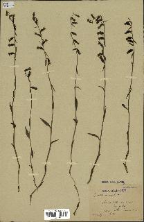 spécimen de Epipactis microphylla