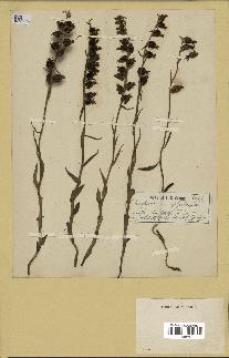 spécimen de Epipactis microphylla