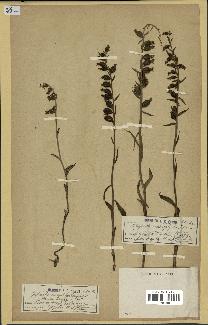 spécimen de Epipactis microphylla