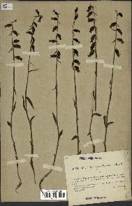 spécimen de Epipactis microphylla