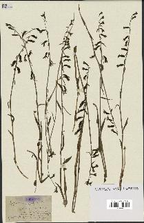 spécimen de Epipactis microphylla