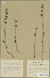spécimen de Epipactis microphylla