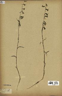 spécimen de Epipactis microphylla