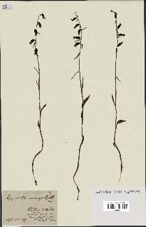 spécimen de Epipactis microphylla