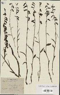 spécimen de Epipactis microphylla