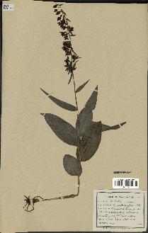spécimen de Epipactis microphylla