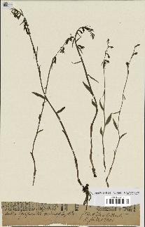 spécimen de Epipactis microphylla