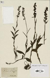 spécimen de Epipactis microphylla