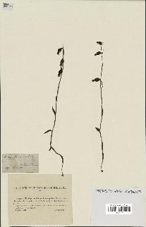 spécimen de Epipactis microphylla
