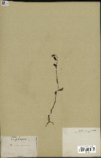 spécimen de Epipactis microphylla