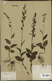 spécimen de Epipactis microphylla