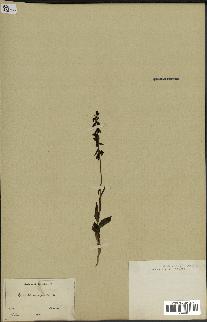 spécimen de Epipactis microphylla