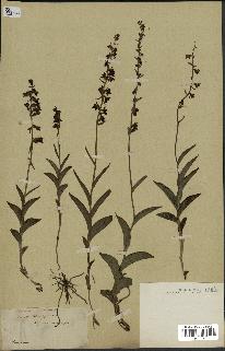spécimen de Epipactis microphylla