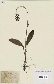 spécimen de Platanthera bifolia