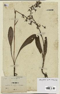 spécimen de Platanthera bifolia