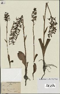 spécimen de Platanthera bifolia