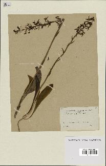 spécimen de Platanthera bifolia