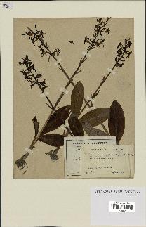 spécimen de Platanthera bifolia