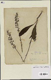 spécimen de Platanthera bifolia