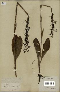 spécimen de Platanthera bifolia