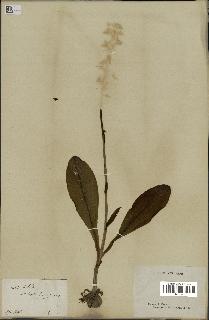 spécimen de Platanthera bifolia