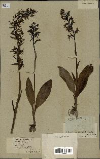 spécimen de Platanthera bifolia